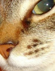 Kitty Nose