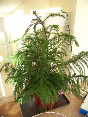 My Norfolk Pine.