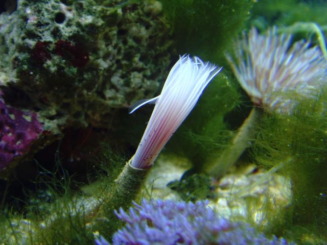 Pink Feather Worm