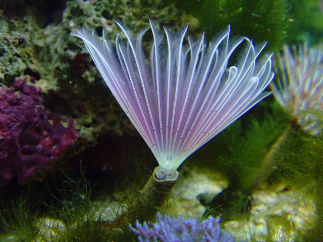 Pink Feather Worm