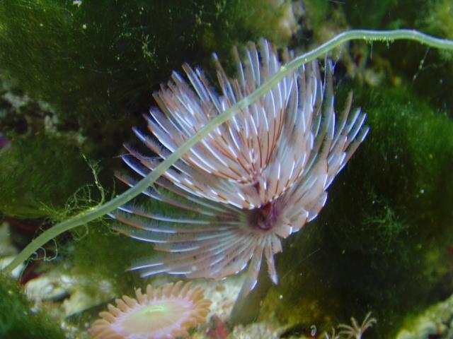 Red and White Feather Worm