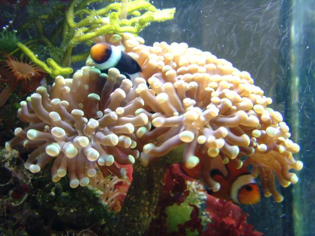 Clowns in Their Torch Coral