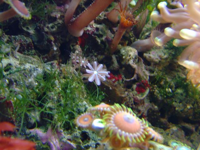Little coral (center)