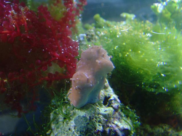 Blue Ridge Coral