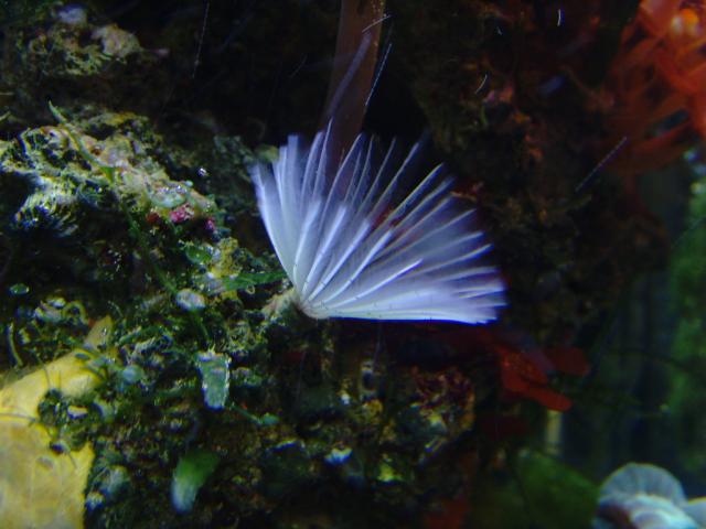 White Feather Worm