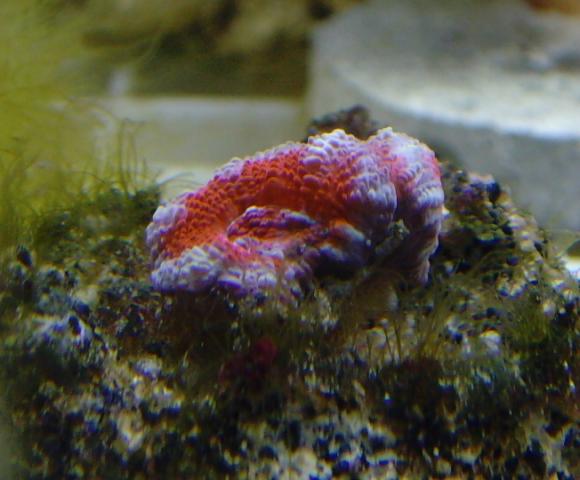 Red and Purple Acan