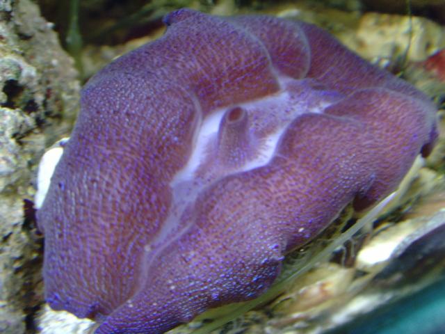 Purple Crocea Clam