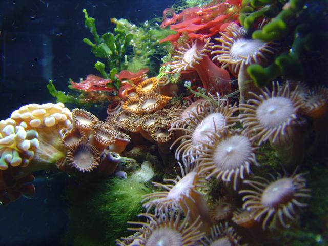 Assorted Corals