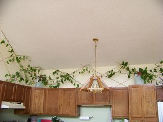 Above Kitchen Cabinets